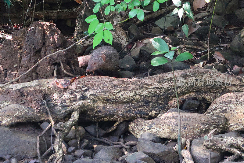 两只猫鼬(猫鹅)在岩石河岸和灌木丛、石头、树枝和根上觅食的图像，重点在前景