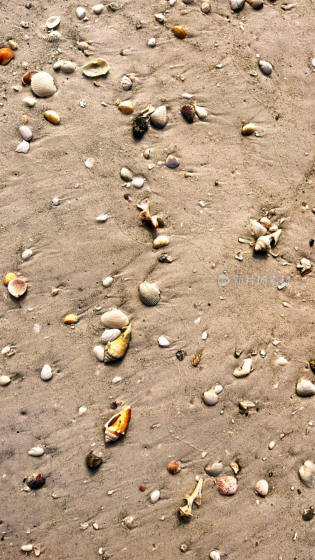 热带岛屿海滩上的沙滩和贝壳