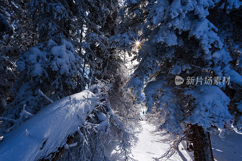 山常绿霜与新鲜的雪冬季景观