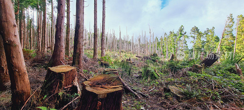 砍伐树木，滥伐森林。