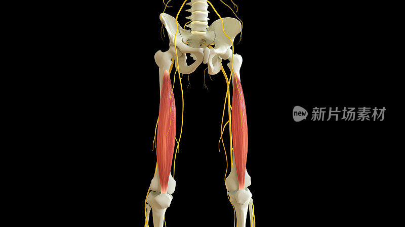 用于医学概念3D渲染的股中间肌解剖结构