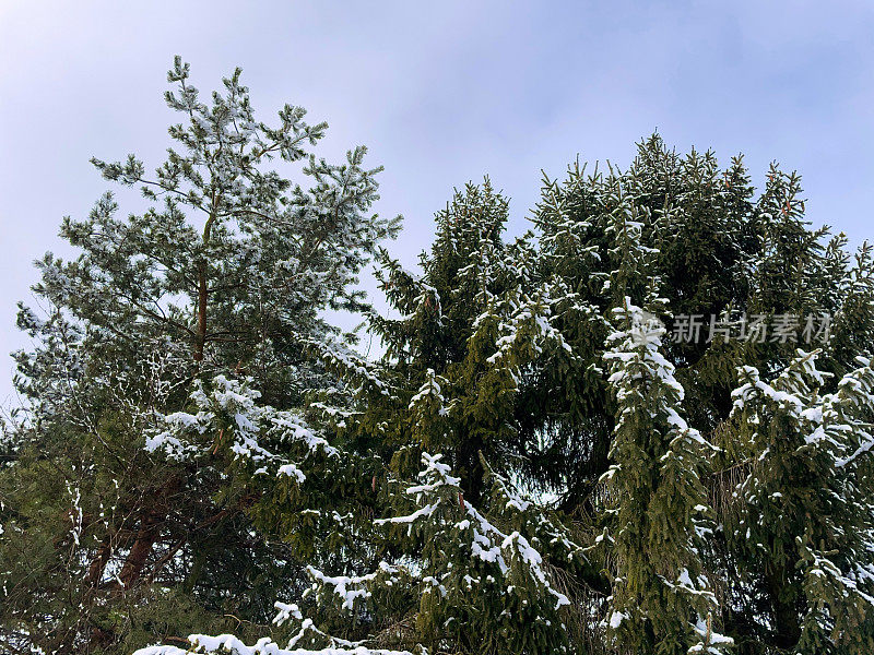 冷杉和松树，覆盖着雪。树枝上覆盖着白雪，映衬着天空。雪中的树顶。冬天的风景。