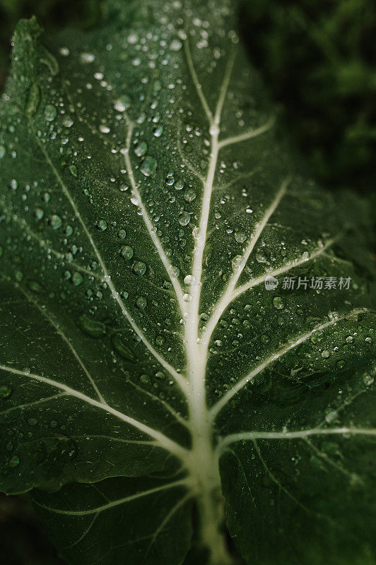 水滴在卷心菜叶子上