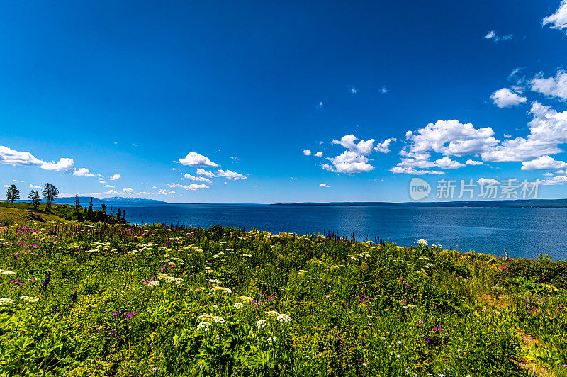 黄石湖岸边郁郁葱葱的美丽野花草地，风景秀丽