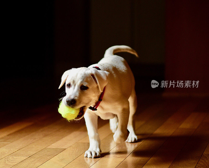 拉布拉多寻回犬