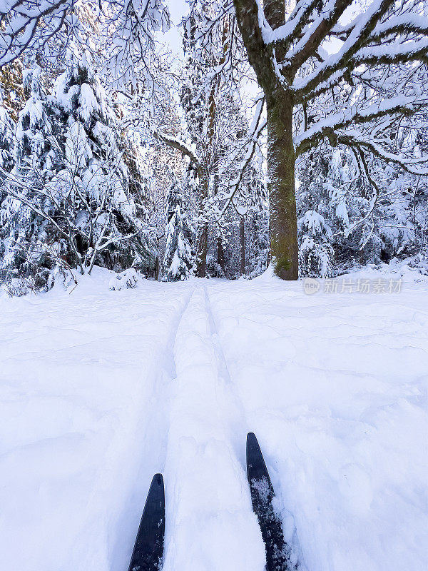 POV，北欧滑雪者在雪林小径越野滑雪