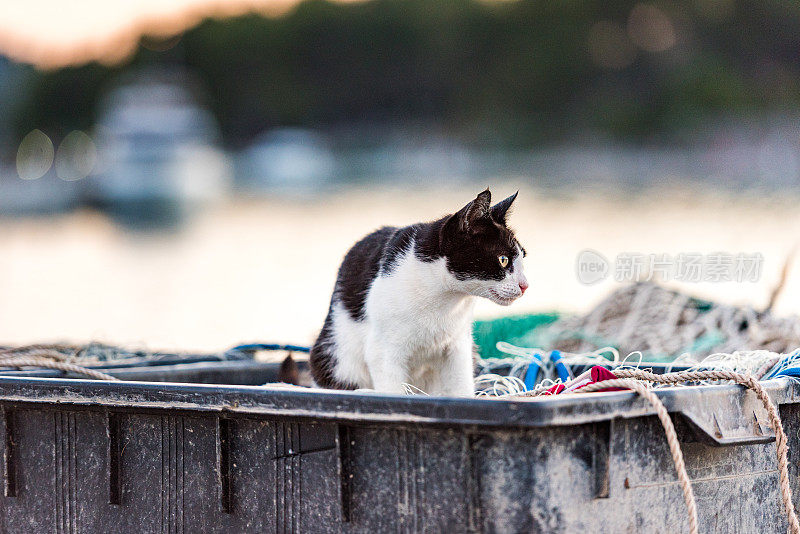 日落时的猫在渔网上休息，等待渔夫，地中海海岸