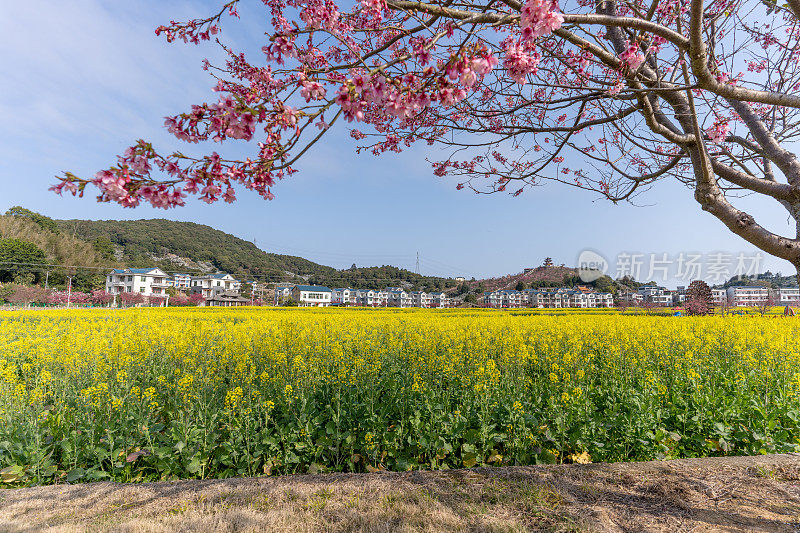 阳光明媚的日子里，油菜花田和樱花盛开