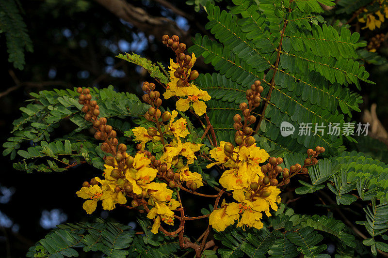 黄豆树之花，亚齐