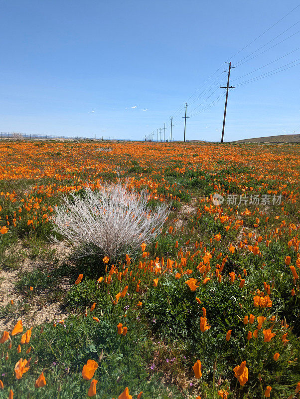 2023年4月初，羚羊谷罂粟保护区和加州兰开斯特附近的加州罂粟