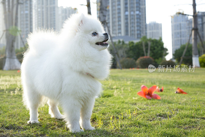 博美犬优雅地站着，吸引人们的注意