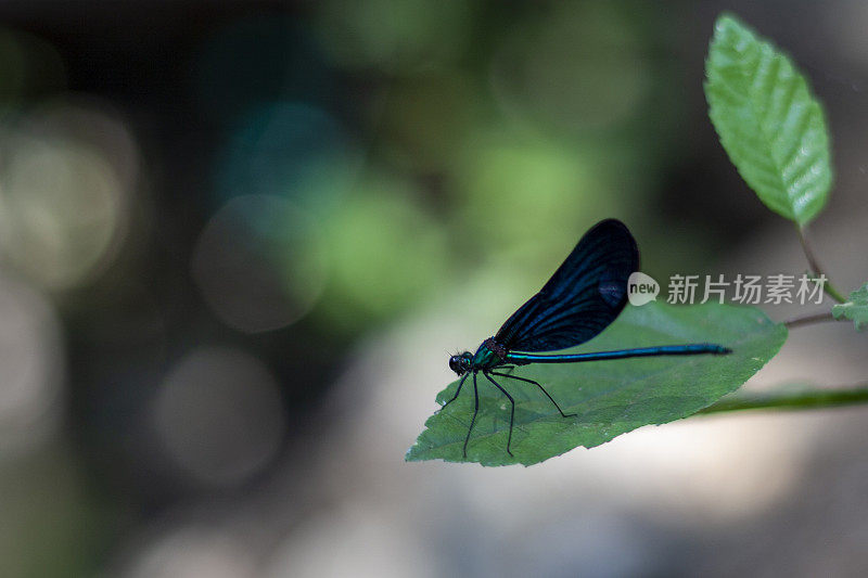 蜻蜓站在树叶上