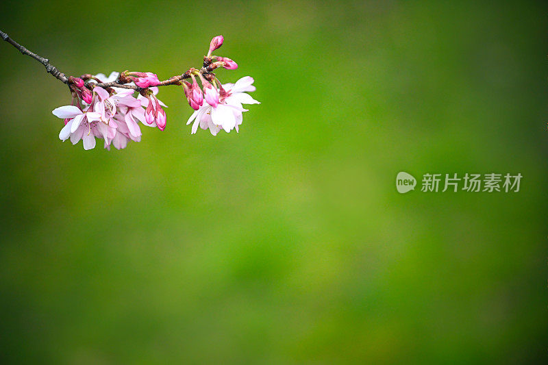 春天的花朵