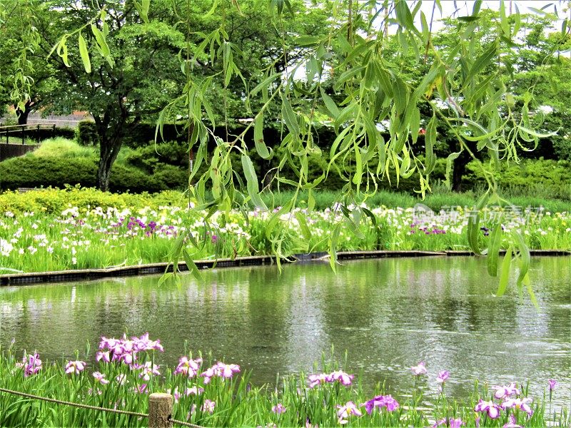 日本。6月。公园里的池塘。