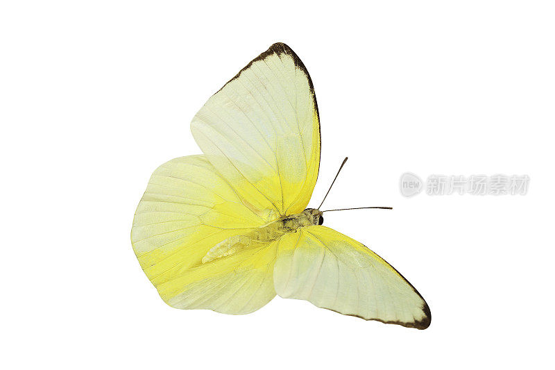 一个美丽的黄色蝴蝶飞行孤立的透明背景与剪辑路径，单一美丽的剪辑路径和alpha通道。用于图形或广告设计。