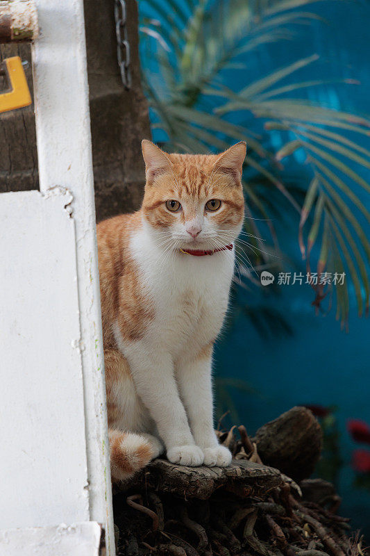 户外条纹猫