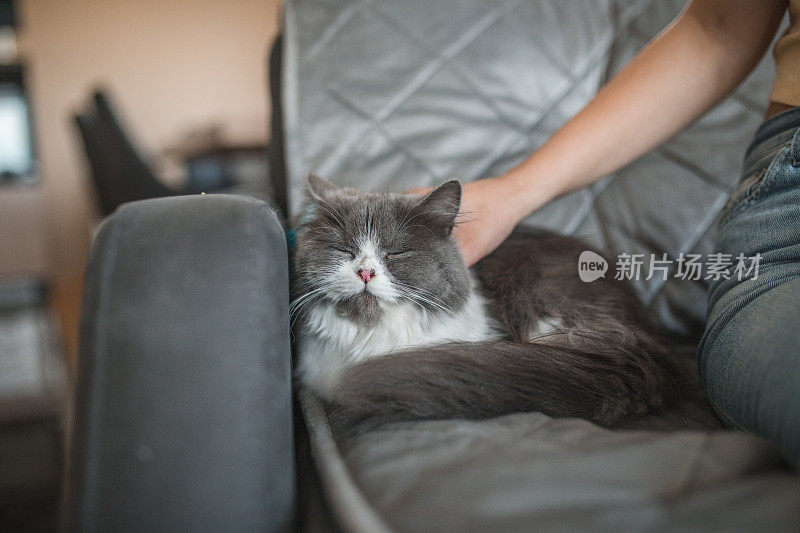 灰色和白色的猫闭着眼睛躺在沙发上，享受着年轻女子的爱抚