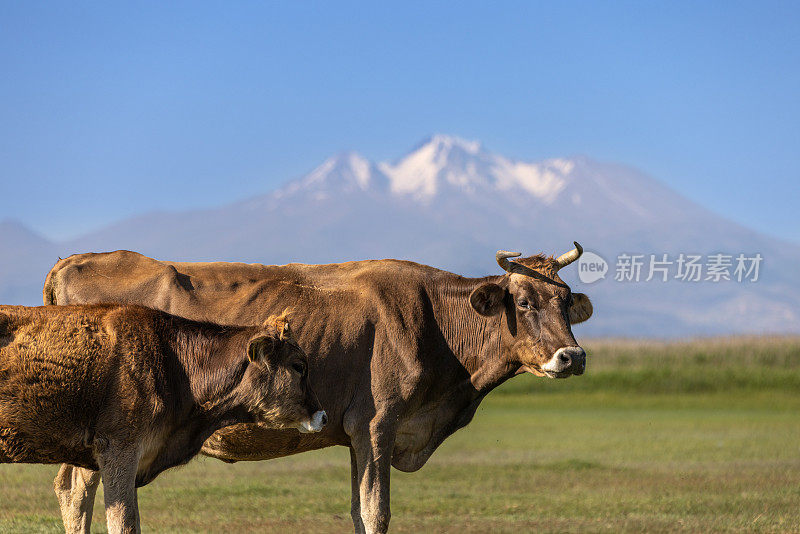 一头公牛站在草地上抱着一头小母牛。