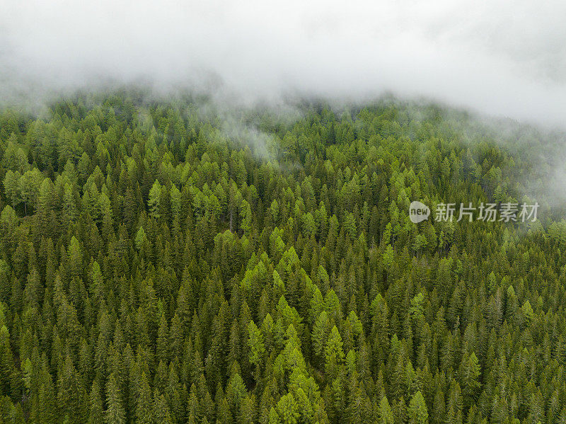 阿尔卑斯山中东部的一座山上的松树林景观