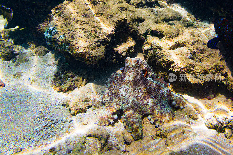 水下拍摄的章鱼在珊瑚礁，Hikkaduwa。