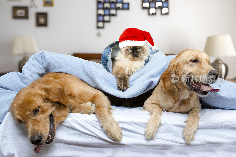 喜马拉雅猫戴着圣诞老人的帽子，金毛猎犬躺在床上
