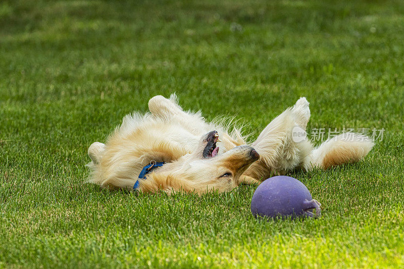 一只快乐的金毛猎犬在草地上滚球旁边