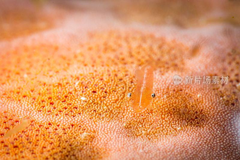 一个充满活力的特写的Anker鞭珊瑚虾，与它鲜艳的橙色色彩和复杂的细节