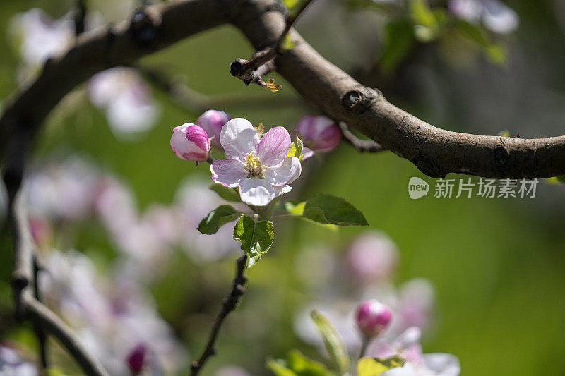 苹果树枝上开着白色的花果