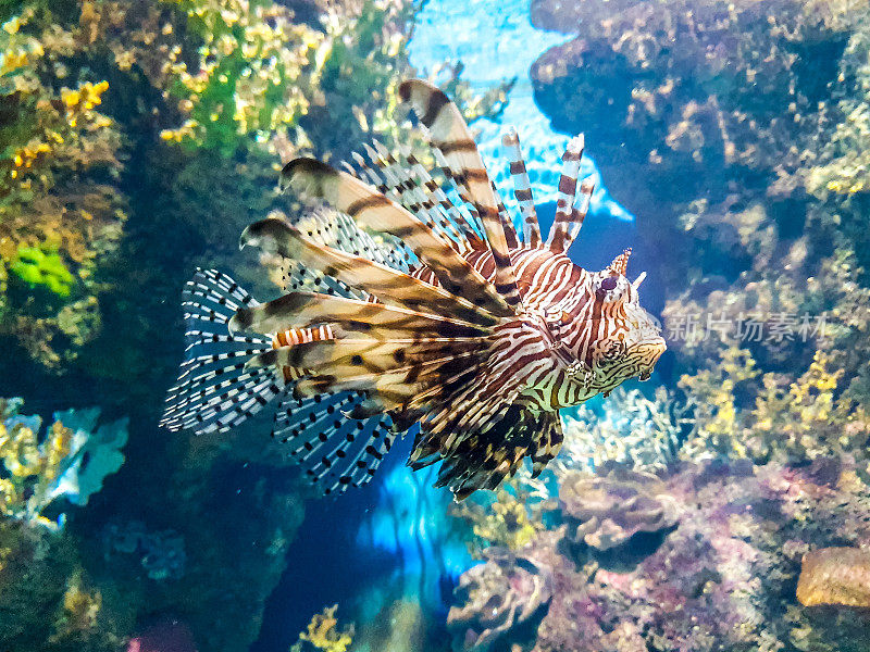 水族馆里的红狮子鱼