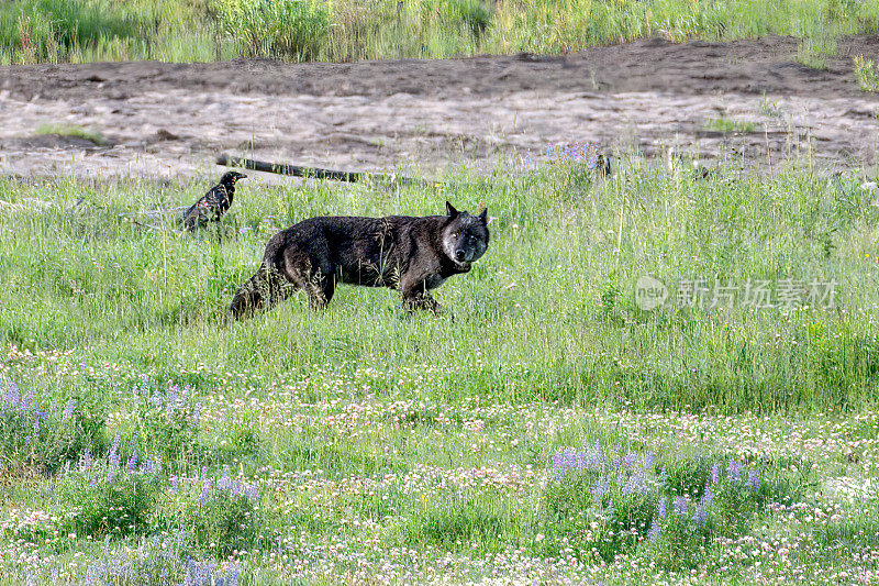 在北美美国西部的黄石生态系统中，灰色的灰狼看着相机