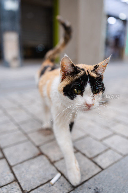 科威特一只美丽的流浪猫的肖像