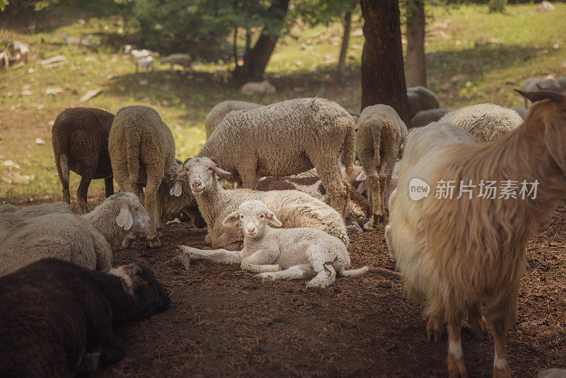 喜马拉雅羊羔和刚出生的婴儿在羊群中