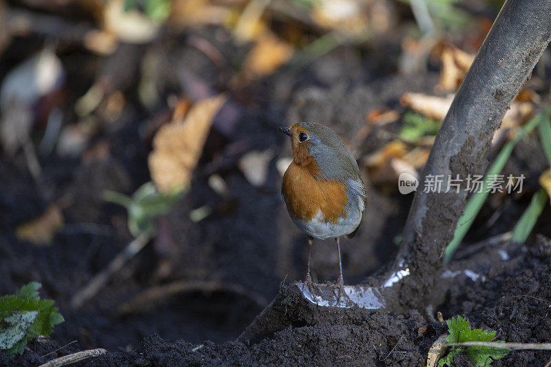 十一月，罗宾在花园里