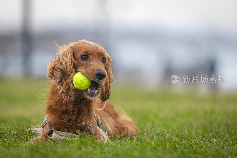 顽皮的可卡犬。