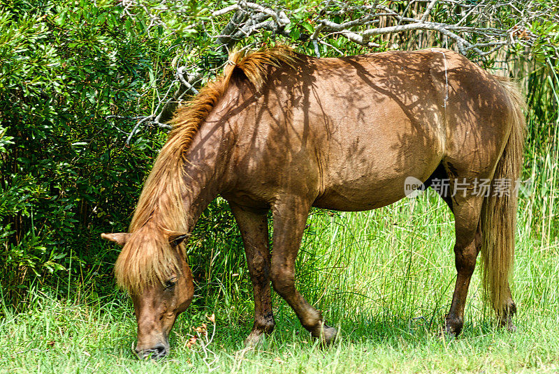 美国马里兰州阿萨提格岛国家海岸的野马驹吃草