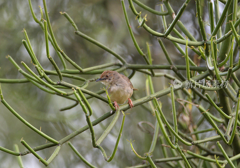 红着脸Cisticola