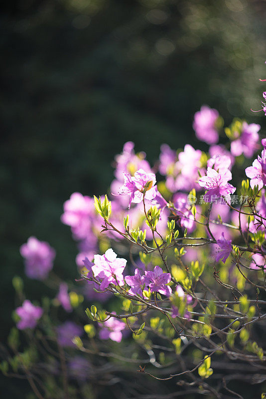 杜鹃花