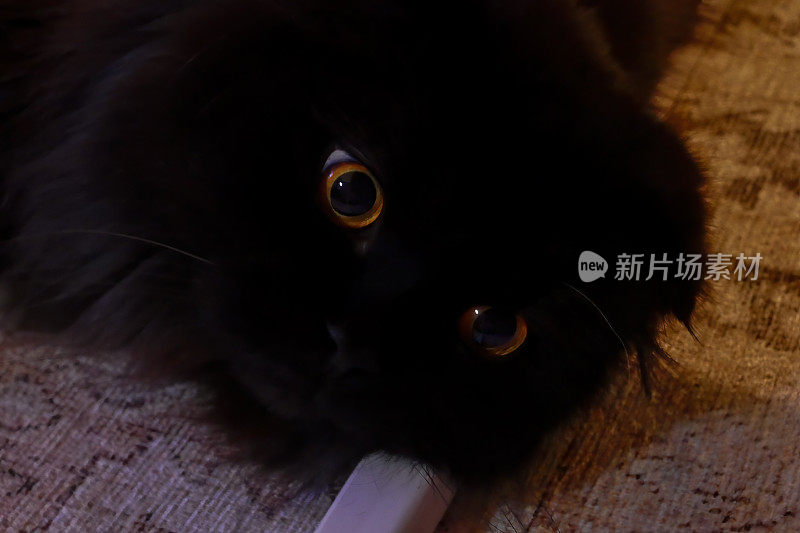 黑色长毛苏格兰折耳猫