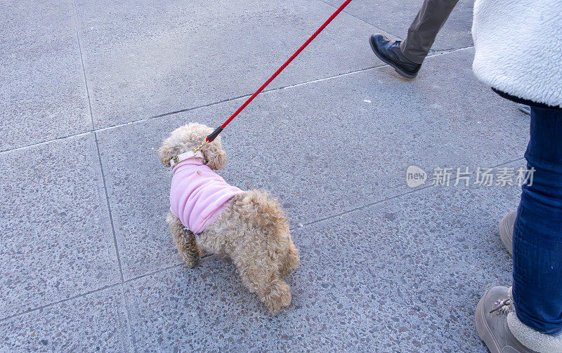 一只西班牙猎犬和贵宾犬在曼哈顿的人行道上行走