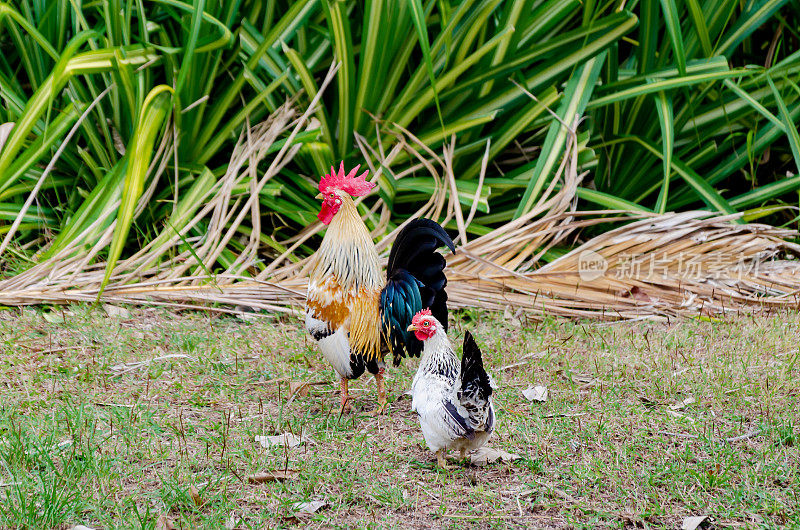 北京矮脚鸡种的纯种公鸡和雏鸡在农家院子里走着