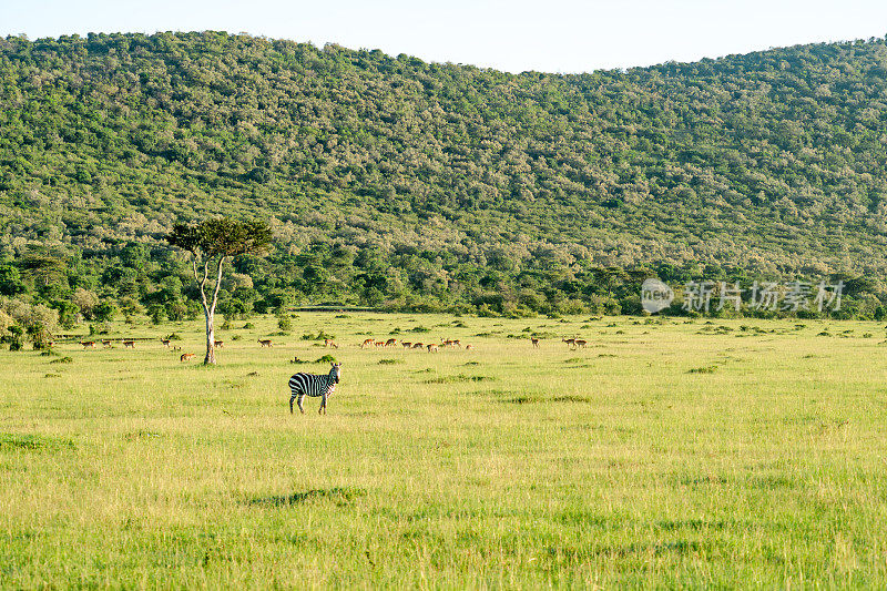斑马吃青草。肯尼亚国家公园里的野生动物。非洲。非洲狩猎探险。