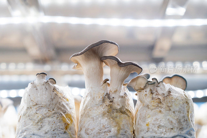 室内蘑菇农场里生长的平菇特写