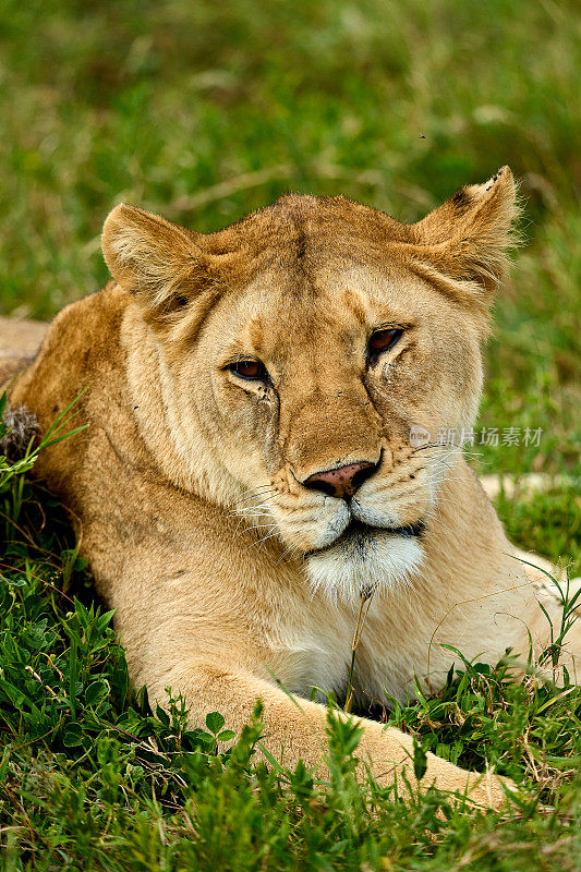 在热带稀树大草原上，一只安静的母狮躺在草地上休息