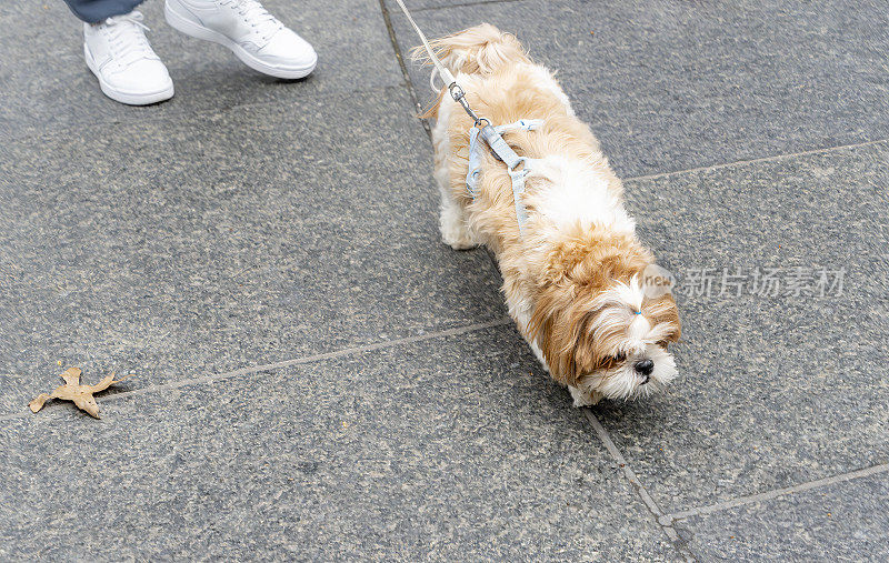 在曼哈顿人行道上行走的马尔济斯约克夏梗犬