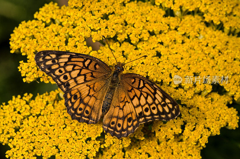 斑贝母是一种产于北美和南美的蛱蝶科蝴蝶。蓍草。
