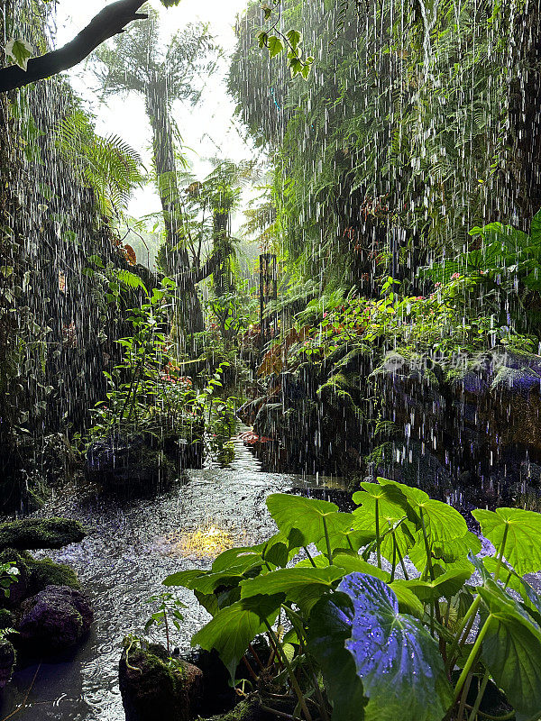 热带花园的降雨特写，人造池塘底部的聚光灯，热带棕榈树，蕨类植物，热带观赏植物的叶子，覆盖着苔藓的岩石，前景的焦点