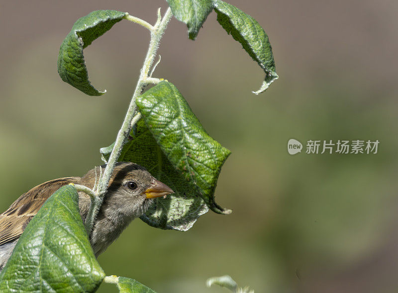 雌树雀在苹果树上寻找蚜虫