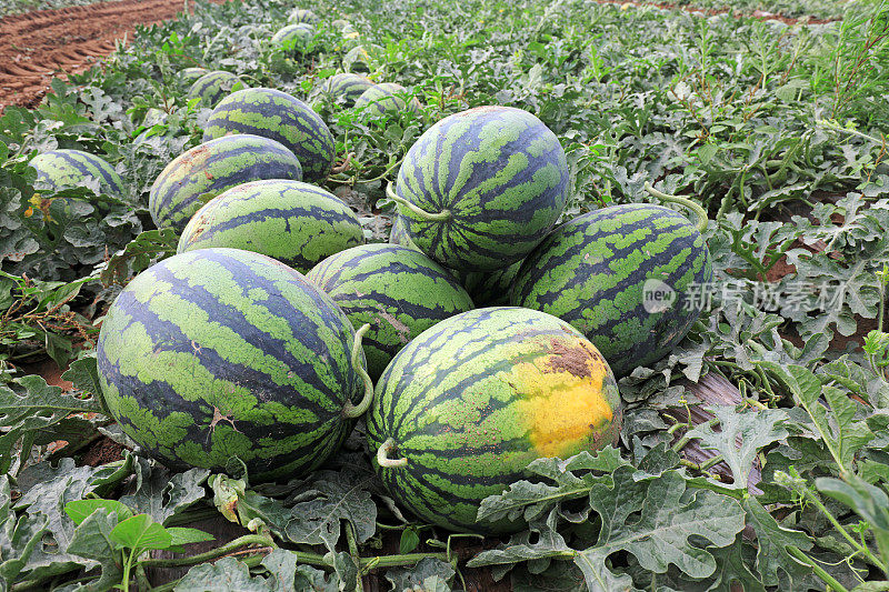 成熟的西瓜在中国北方的田野里