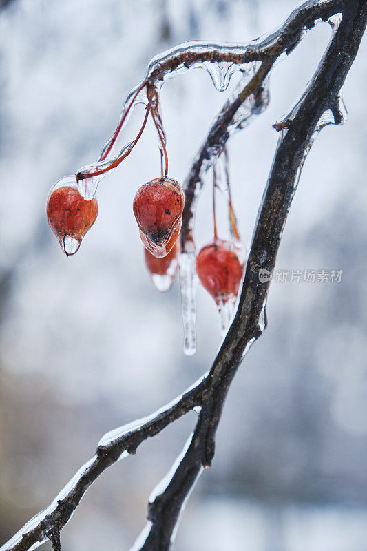 冰浆果。天然冻雨。冰覆盖。碎冰在雪浆果上。