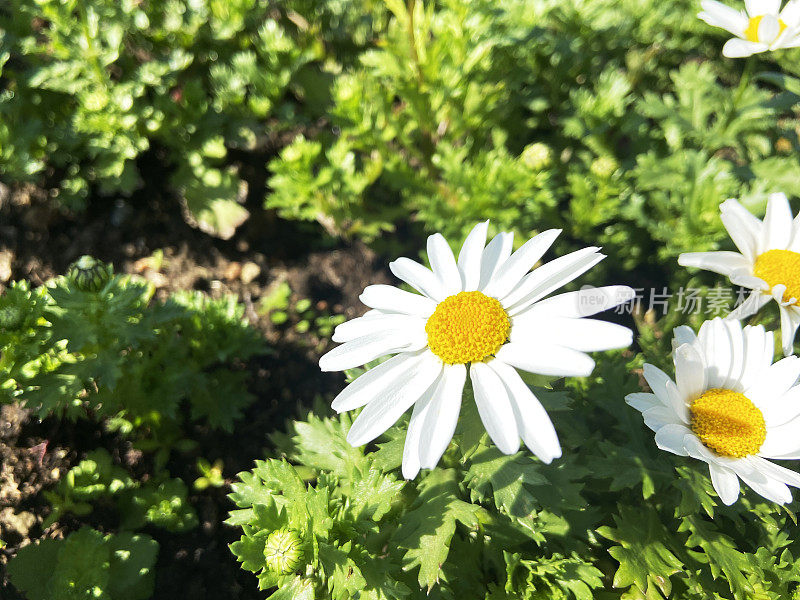 花园里的雏菊花